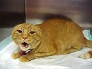 Satan Cat