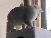 Best Dogs And Cats Videos Compilation