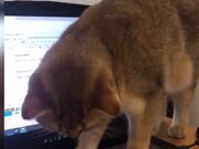 Best Dogs And Cats Videos Compilation
